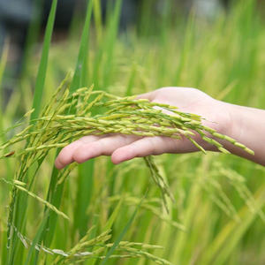 Vietnamese Dried <b>Rice</b> Noodles in Bag-High Quality Bulk Supplier Wholesale OEM/ODM Available - Product Image 2