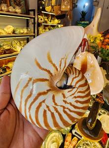 Concha Nautilus de cámara de Vietnam, carcasa espiral pulida a mano para decoración costera del hogar y estilo Interior de lujo - Product Image 3