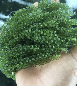 Material de Alga Marina de Uva de Mar Procesado Cuidadosamente, Aplicado en Soluciones de Adorno Culinario, Origen de Fabricación en Vietnam - Product Image 6