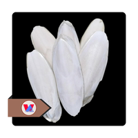 Os de Seiche Séché de Haute Qualité Blanc Éclatant 20-25cm, Os de Sepia Taillés pour Reptiles et Tortues, Source de Calcium en Vrac