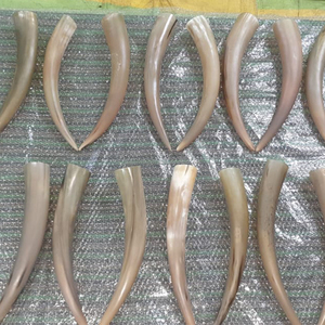 หัวกลมรูปเขาควายสีขาวปลายมนหัวกลมสำหรับเป็นของขวัญและงานฝีมือทำจากธรรมชาติ - Product Image 5