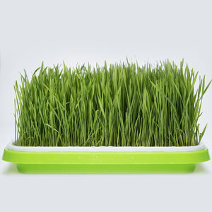 Poudre d'herbe de blé verte, extrait végétal de qualité alimentaire, poudre de feuilles pour jus, salades et nutrition quotidienne - Product Image 2