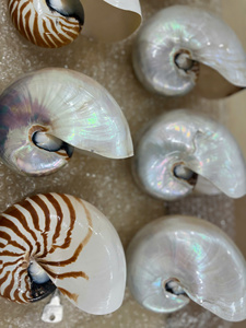 Coquille de Nautilus naturelle faite à la main, décorative, pour la décoration de maison de style côtier, artisanat DIY, vente en gros Vietnam - Product Image 6