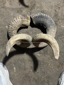 Corne de bélier naturelle, paire de cornes longues polies, souvenir, style nautique, 50-75 cm - Product Image 2