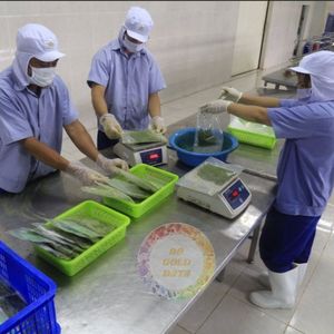 ใบมันสำปะหลังบดละเอียดจากเวียดนาม คุณภาพพรีเมียม IQF บรรจุภัณฑ์แบบขายส่ง บด/สับ/ตำละเอียด ใบมันสำปะหลัง 99 โกลด์ ดาต้า - Product Image 6