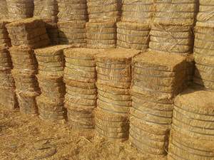 Sedotan gandum jumlah besar dengan serat panjang Ideal untuk penggunaan peternakan Bales bersih dari pemasok terverifikasi di <span class=keywords><strong>Pakistan</strong></span> - Product Image 4