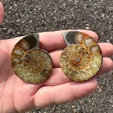 Lote al por mayor de conchas sueltas de amonita de Madagascar, piedra preciosa natural en forma de espiral para cambiar una vida - Product Image 3