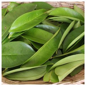 Feuilles de corossol séchées naturelles, matière première pour le thé, vente en gros en vrac - Product Image 4