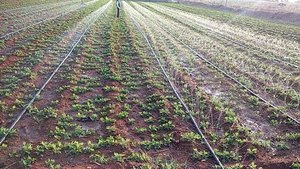 Manguera de Riego por Aspersión de PE Negra de 100m, Rociado Uniforme de Agua, Riego Agrícola, Duradera, Flexible, Fácil de Instalar, para Granjas - Product Image 5