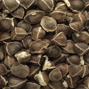 Edible Black Moringa Oleifera Seeds for Health Care - Product Image 1
