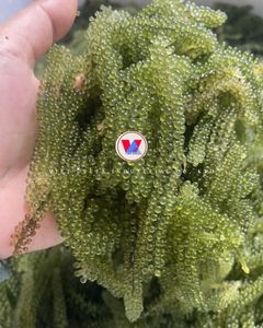 สาหร่ายทะเลแห้ง Sargassum Muticum จากเวียดนาม ลดราคาพิเศษ |   คุณแอนนา - Product Image 1