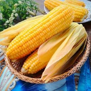 Boiled <b>Sweet</b> Corn Kernel Vacuum Packed Ready to Eat Premium Quality Wholesale - Product Image 5