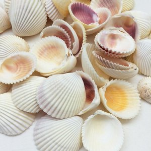 Cleaned <b>clam</b> <b>shell</b> for crafts great quality seashell natural sea <b>shells</b> beach theme decor seashells - Product Image 1