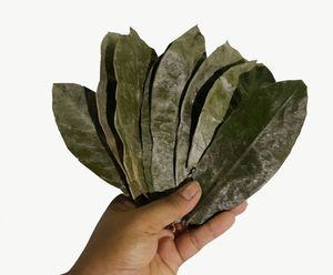 Feuilles de corossol séchées du Vietnam – Matière première botanique naturelle de qualité supérieure, soigneusement sélectionnées, nettoyées et traitées, produit aromatique de qualité export - Product Image 5