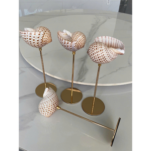 Décoration de table en coquillages naturels et verre, style côtier, pour événements de mariage, présentation, artisanat et cadeau - Product Image 6