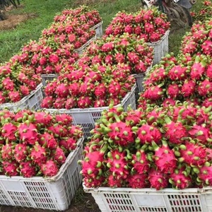 Goût rafraîchissant, OEM, qualité export standard, ODM, <span class=keywords><strong>fruit</strong></span> du dragon rouge, 100% naturel, frais, qualité standard A, congelé, en provenance du Vietnam - Product Image 5