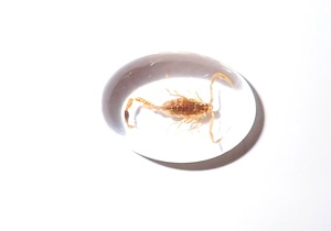 Escorpión Dorado, Espécimen Real, Cabujón de Plástico Ovalado de 18x25 mm, Base Plana Transparente para Manualidades y Joyería - Product Image 3