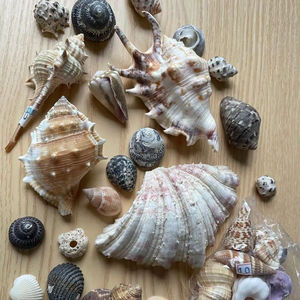Conchas Marinas para Arte con Resina y Manualidades DIY - Product Image 1