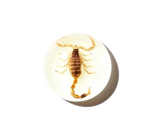 Escorpión Dorado, Espécimen Real, Cabujón de Plástico Redondo de 19x19 mm, Base Plana Brillante para Manualidades y Joyería - Product Image 2