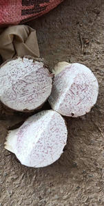 Trozos de Taro Congelados Gourmet, Textura Natural, Ingrediente Vegetal para Supermercados Internacionales y Socios Minoristas, Suministro Disponible Ahora - Product Image 3