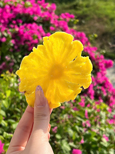 Piña Deshidratada Suave, Frutas Tropicales Naturales, Rebanadas de Piña Secas AD, Proveedor Mayorista a Granel - Product Image 3