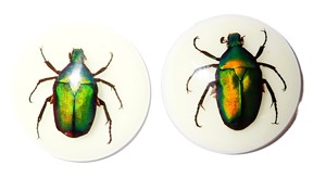 Escarabajo de la Rosa Verde, Espécimen Real en Cabujón de Plástico Redondo de 35x35 mm, Base Plana Brillante para Manualidades y Joyería - Product Image 6