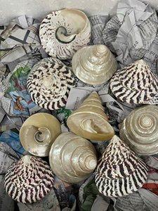 Cono de Concha Marina Pulida Ecológica Vietnamita - Decoración Artesanal Natural para el Hogar y Souvenir - CARYLN - Product Image 3