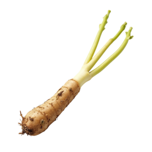 RAÍZ DE ALDERA SECADA NATURAL DE CALIDAD PREMIUM PARA EXPORTACIÓN - Product Image 6