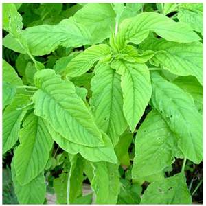 YAMUNA Hoja de Amaranto Verde Orgánica Nutritiva, Producto Agrícola Seco - Product Image 1