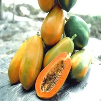 Premium kwaliteit papajazaad, hoogproductieve variëteit, landbouwteelt, merk CRADLE LIFE, 12 maanden houdbaarheid