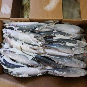 Pescado Atún del Pacífico Congelado, Cuidadosamente Seleccionado, con Empaque Personalizado y Almacenamiento Eficiente en Bodega para Pedidos de Mariscos a Granel - Product Image 1