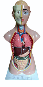 Modèle d'anatomie humaine MAYALAB, torse en silicone médical avec organes internes pour l'enseignement scientifique MBT34 - Product Image 3