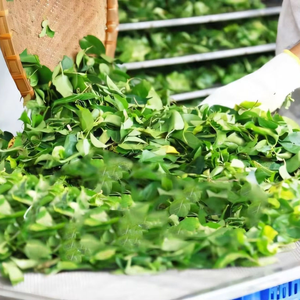 Hojas Secas de Creeper de Vietnam para Sopa y Cocina, Paquete Minorista de 3.5oz y 7oz, Exportador de Grandes Cantidades - Product Image 3