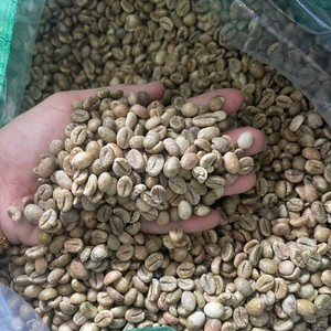 Café Robusta du Vietnam en gros, bon marché, grain de café de calibre 16, 18, faible humidité, matière première pour torréfaction, nouvelle récolte, Dak Lak, Vietnam - Product Image 3