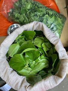 Hojas Secas de Bai Ya Nang de Marca Privada 100g 200g para Servicios de Alimentos y Bebidas, Hojas de Ya Nang Premium 100% Naturales de Vietnam - Product Image 1