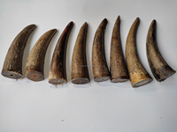 "Pointe de corne brute naturelle pour l'artisanat et les poignées de couteau Pièces de corne de vache solide cueillies à la main pour la sculpture et l'utilisation d'œuvres d'art traditionnelles"