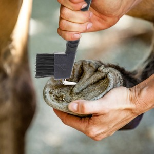 Pince à sabots de luxe en acier inoxydable avec poignée en caoutchouc et brosse à poils en nylon – Outil essentiel pour le toilettage des chevaux - Product Image 3