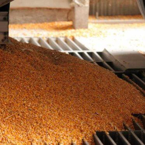 Service OEM de qualité supérieure, frais de fraisage de maïs en gros, export en vrac, qualité alimentaire premium, stock disponible pour livraison immédiate - Product Image 2