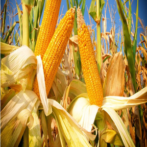 Alimento para Animales a Base de Gluten de Maíz de Primera Calidad, Venta al Por Mayor, Listo para Enviar, Servicio OEM, Suministro a Granel, Exportación de la Mejor Calidad - Product Image 6