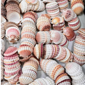 Conchas Marinas Grandes Festoneadas Ecológicas KMI de 912 cm - Suministro a Granel para Manualidades y Decoración del Hogar - Product Image 4