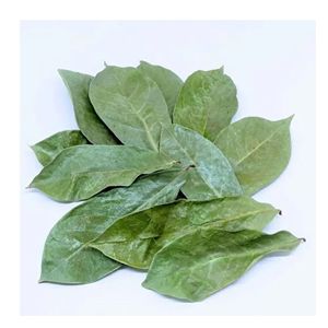 Natural Premium Herbal <b>Tea</b> Dried Soursop Leaves Wholesale - Product Image 6