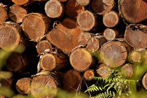 Bûches de chauffage écologiques en biomasse de pin, qualité supérieure, énergie renouvelable, combustible à combustion propre et longue durée pour poêles, cheminées, barbecues, Autriche - Product Image 4