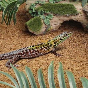 เสื่อปูสำหรับสัตว์เลื้อยคลานใยมะพร้าวธรรมชาติ100% ที่นอนโคโค่คอย่เป็นมิตรต่อสิ่งแวดล้อมสำหรับกิ้งก่างูเต่าแหล่งกำเนิดจากเวียดนาม - Product Image 4