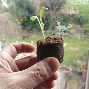 Discos de Fibra de Coco de 36 mm, Expandibles hasta 6 cm de Altura, Biodegradables, para Germinación de Semillas y Propagación en Jardín - Product Image 5