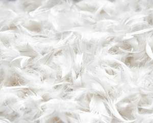 Plumas de Pato Teñidas de Calidad de Exportación, Cuidadosamente Seleccionadas, Lavadas y Teñidas para Manualidades, Sombrerería, Bodas y Uso Decorativo - Product Image 2