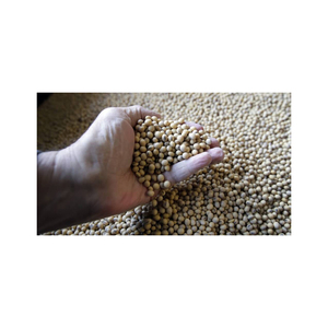 Soja jaune non OGM de haute qualité (8,0 mm) - Product Image 4