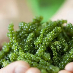 Uvas de mar secas, material natural de algas verdes para decoración de sushi, ingrediente para ensaladas y uso culinario, Vietnam - Product Image 3