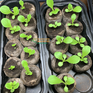 Bloc de tourbe de coco Eco2go, support de culture naturel biodégradable et écologique pour la culture de plantes de jardin et le démarrage de semis - Product Image 5