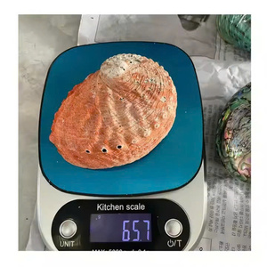 Concha de abulón pulida natural, material decorativo para componentes de joyería, suministros para manualidades y obras de arte con conchas. - Product Image 1