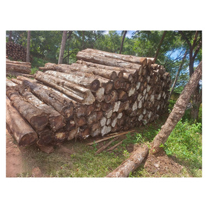 Bûches de teck africain de haute qualité disponibles au prix d'usine pour les acheteurs en gros - Product Image 5
